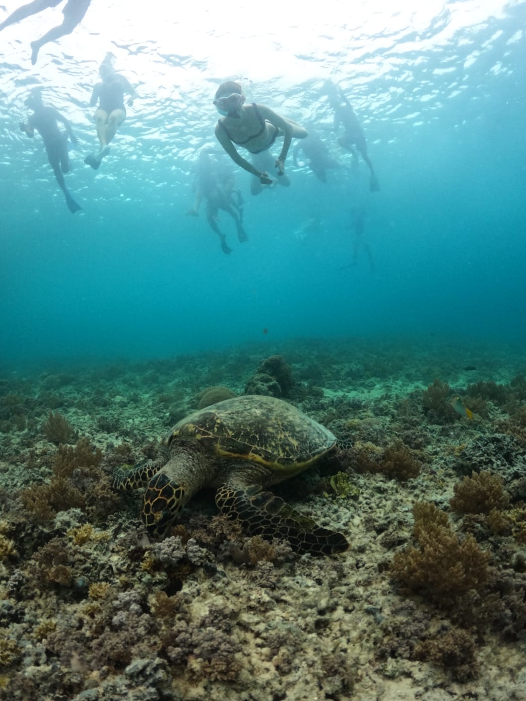 Three Islands Tour — Gili Trawangan — GiliGoTrip Snorkeling