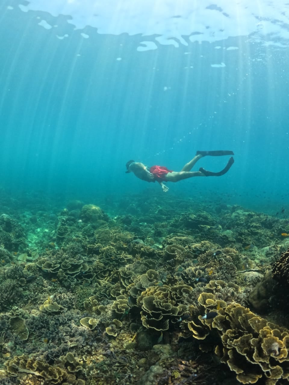Hawksbill turtle resting on reef — Meno Wall — GiliGoTrip Snorkeling