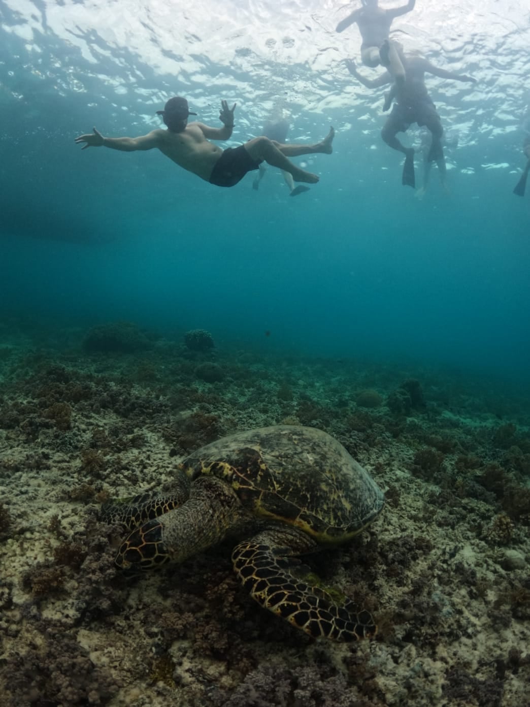 Snorkeler swimming alongside a green turtle — Turtle Corridor — GiliGoTrip Snorkeling