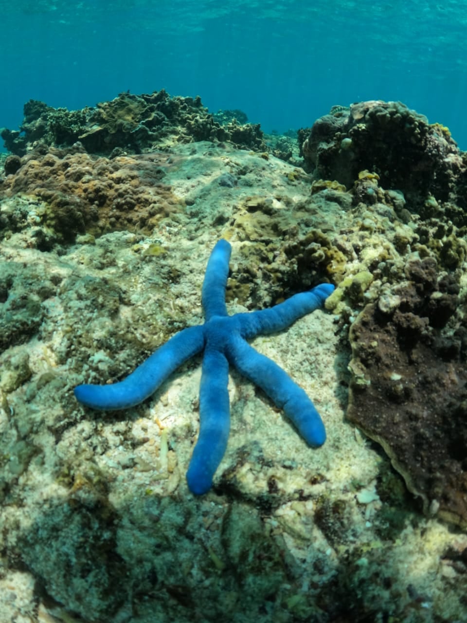School of fusiliers in crystal-clear water — Coral Garden — GiliGoTrip Snorkeling