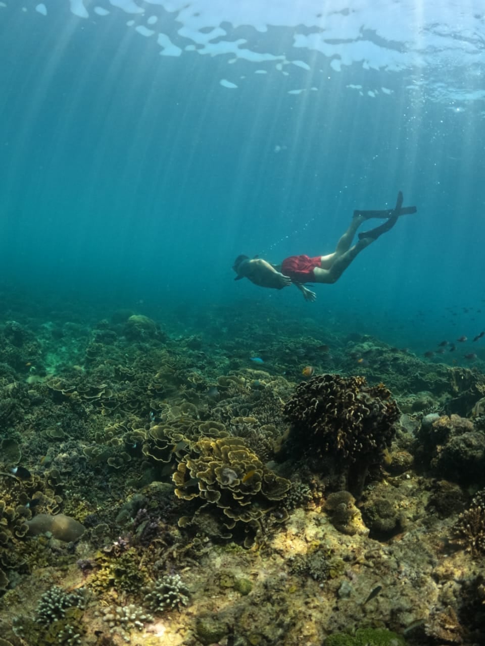 Underwater statue covered in coral — Gili Meno Sculpture Park — GiliGoTrip Snorkeling