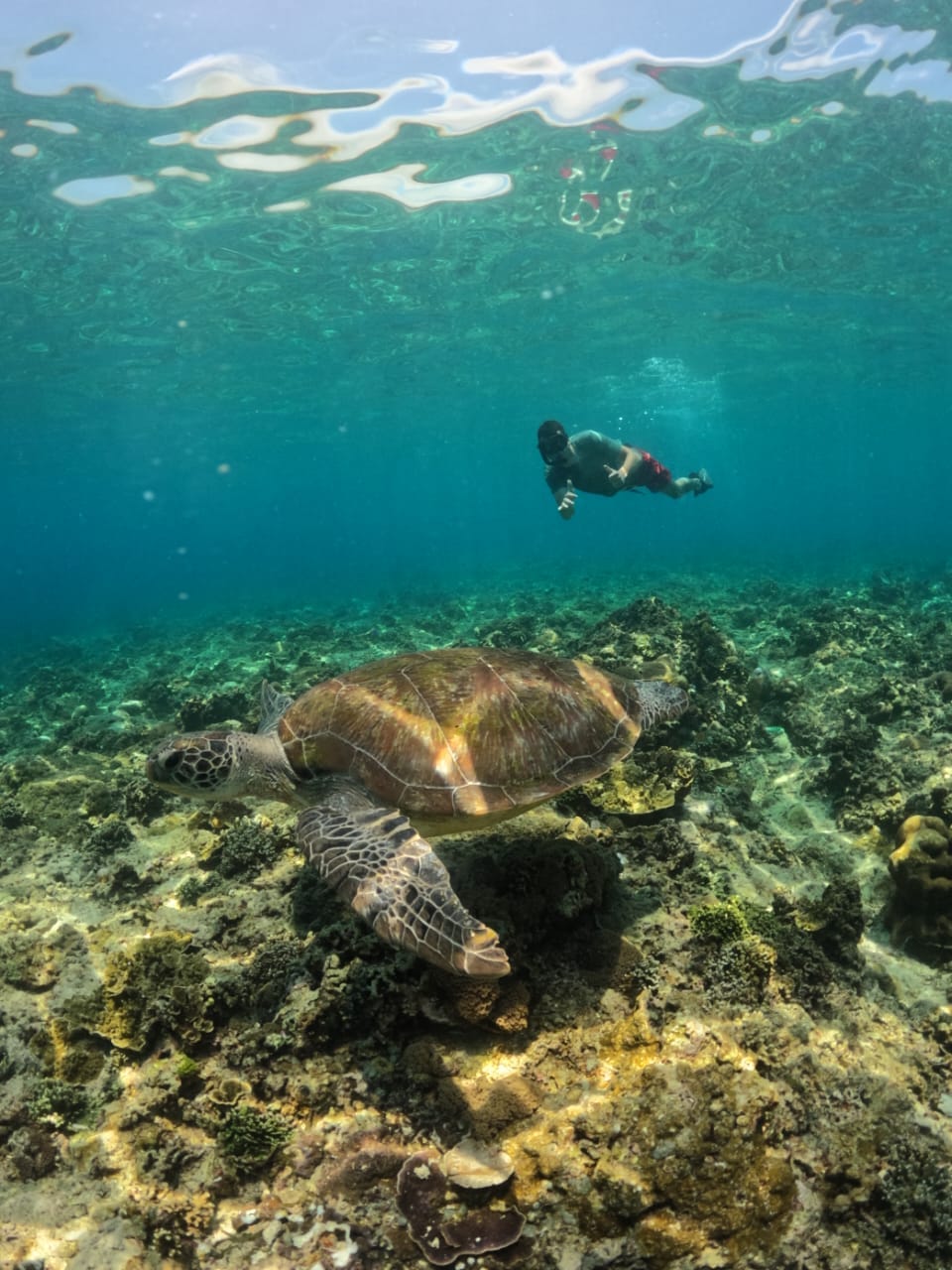 Underwater snorkeling scene — Gili Trawangan — GiliGoTrip Snorkeling