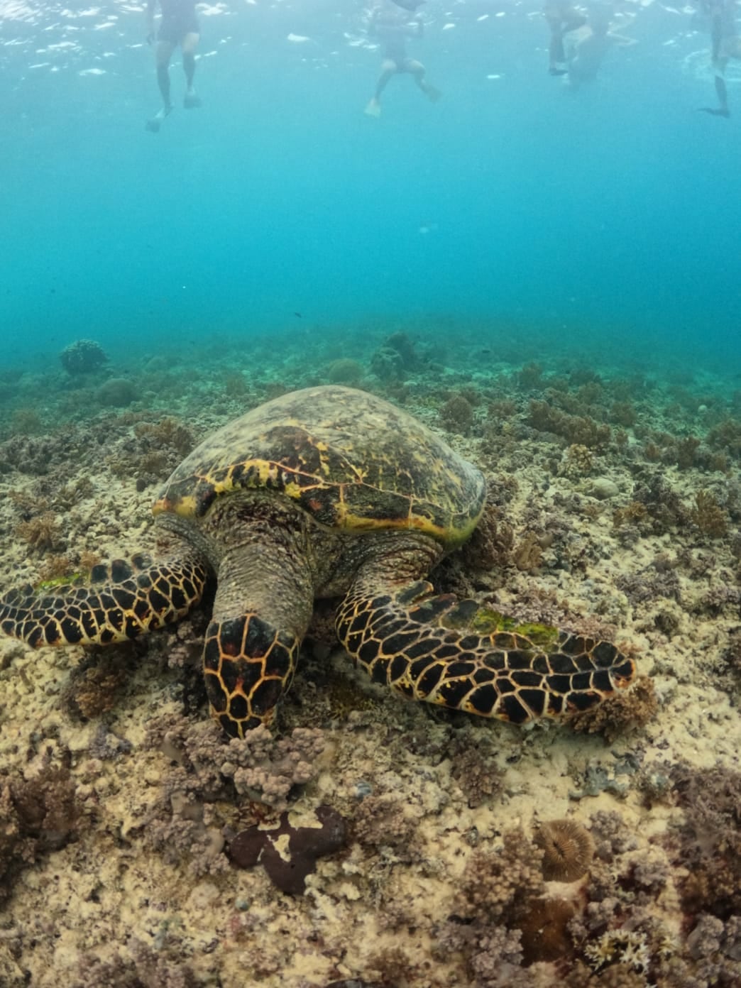 Blue-spotted stingray on sandy seabed — Gili Air — GiliGoTrip Snorkeling