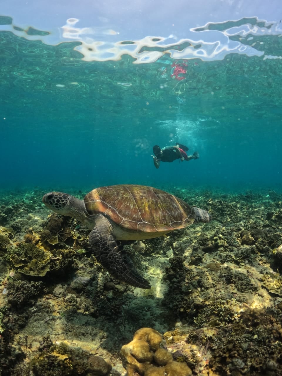 Snorkeler drifting above coral garden at sunrise — Gili Trawangan — GiliGoTrip Snorkeling